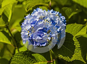 Inflorescence of large-leaved hydrangea with blue flowers close-up