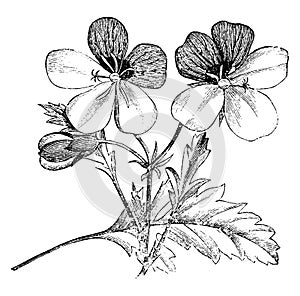 Inflorescence and Leaf of Pelargonium Tricolor vintage illustration