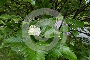 Inflorescence in the leafage of Sorbus aria photo