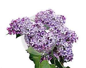Inflorescence of lilac flowers isolated