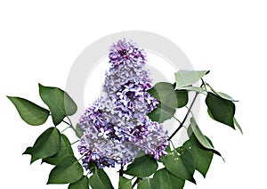 Inflorescence of lilac flowers isolated