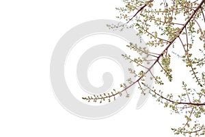 Inflorescence of mango blooming on tree isolated on white background.