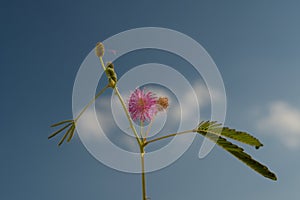 Inflorescence of Mimosa Pudica