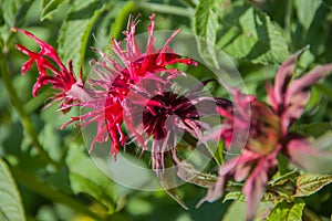 Inflorescence Monarda didyma (Scarlet beebalm)