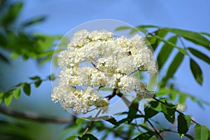 Inflorescence of a mountain ash ordinary (Sorbus aucuparia L.) a