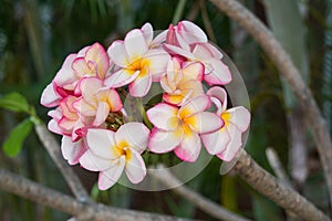 Inflorescence of multi colour pink white yellow plumerias