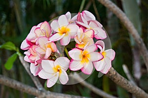 Inflorescence of multi colour pink white yellow plumerias