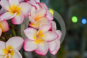 Inflorescence of multi colour pink white yellow plumerias