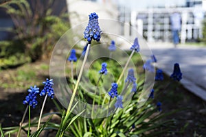 Inflorescence of Muscari armeniacum closeup