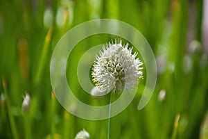 Inflorescence of onions at maturity.