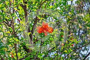 Inflorescence of orange pomegranate flowers