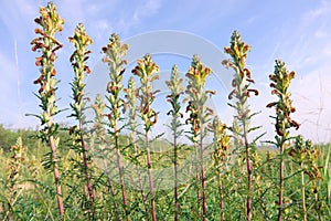 Inflorescence of Pedicularis