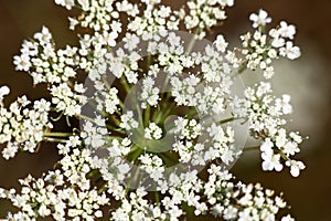 Inflorescence of Pimpinella saxifraga