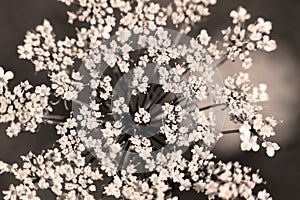 Inflorescence of Pimpinella saxifraga