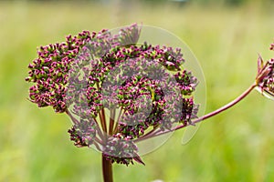 inflorescence of Pimpinella saxifraga or burnet-saxifrage solid stem burnet saxifrage lesser burnet