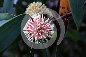 Inflorescence of Pin-cushion hakea (Hakea laurina) in a park : (pix Sanjiv Shukla) photo
