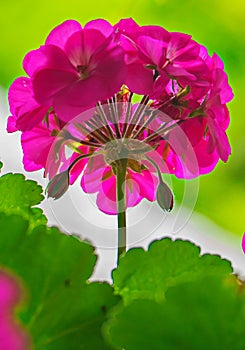 Inflorescence of a pink flower with several undisclosed buds with bright green succulent leaves