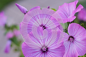 Inflorescence of pink flowers of Annual mallow Lavatera trimestris