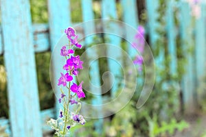 Inflorescence of pink flowers on the old blue picket fence