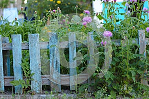 inflorescence of pink flowers on the background of the old blue picket fence