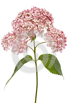 Inflorescence of the pink flowers of hydrangea close-up, isolated on white background