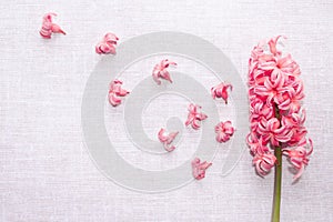 Inflorescence of pink hyacinth on light gray. small flowers fly away from a large cluster of hyacinths. rustic wedding bridal