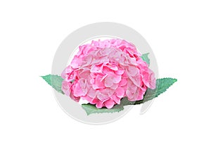 Inflorescence of pink hydrangea flowers bloooming isolated on white background with clipping path