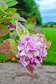 Inflorescence of pink hydrangea in summer garden