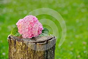 Inflorescence of Pink Hydrangea on Tree Stump