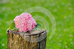 Inflorescence of Pink Hydrangea on Tree Stump photo