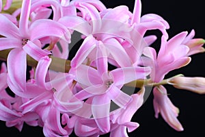 Inflorescence Pink lush Hyacinth on a black background