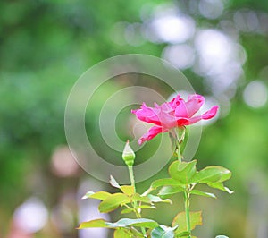 Inflorescence of pink roses flower blooming with bokeh in garden background