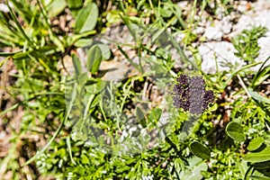 Inflorescence plants Pachypleurum Ledeb.. photo