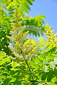 Inflorescence of a poison ivy tannic Rhus coriaria L. against the background of the sky