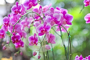 Inflorescence of purple orchids blooming in garden with bokeh background,natural flower huge group hanging on tree