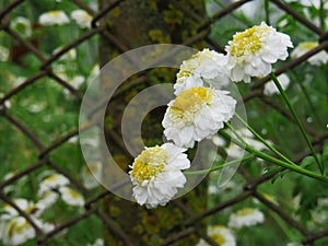 Inflorescence Pyrethrum on the background of rusty mesh