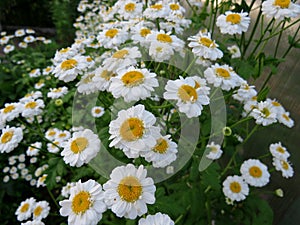 Inflorescence Pyrethrum medicinal plant close up