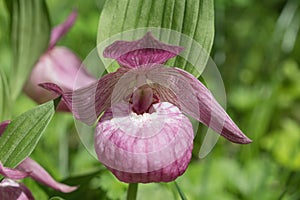 Inflorescence of rare species of wild large-flowered orchid