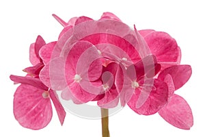 Inflorescence of the red flowers of hydrangea close-up, isolated on white background