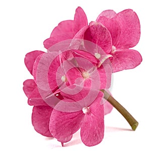 Inflorescence of the red flowers of hydrangea close-up, isolated on white background