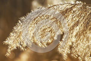 Inflorescence of reed grass in the spring in the golden bright sunlight. Abstract natural background. Close-up image