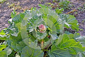 Inflorescence rhubarb of the rhubarb palmate Rheum palmatum L