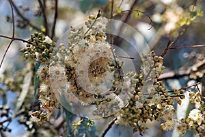Inflorescence of a river red gum, Eucalyptus camaldulensis