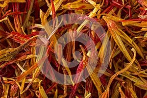 Inflorescence of saffron photo