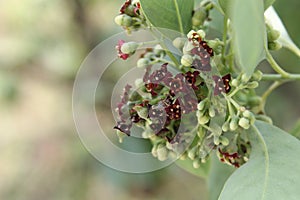 Inflorescence of Santalum album, Indian sandal wood tree