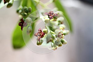 Inflorescence of Santalum album, Indian sandal wood tree - Macro