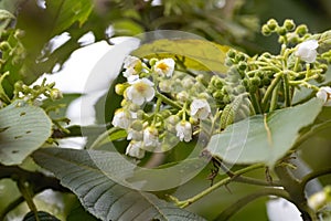 Inflorescence of Saurauia montana