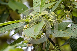 Inflorescence of Saurauia montana