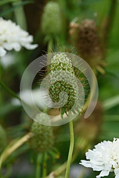 The inflorescence of a scabious flower is close-up on a flower bed