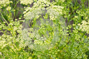 Inflorescence seeds of parsley